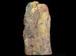 Marra Mamba Stromatolite Section ( lbs - Billion Years Old #64788-2